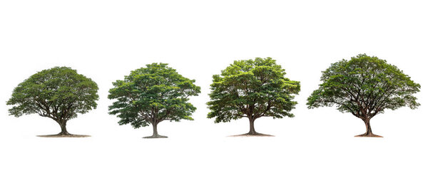 Set of Tree isolated on white background.