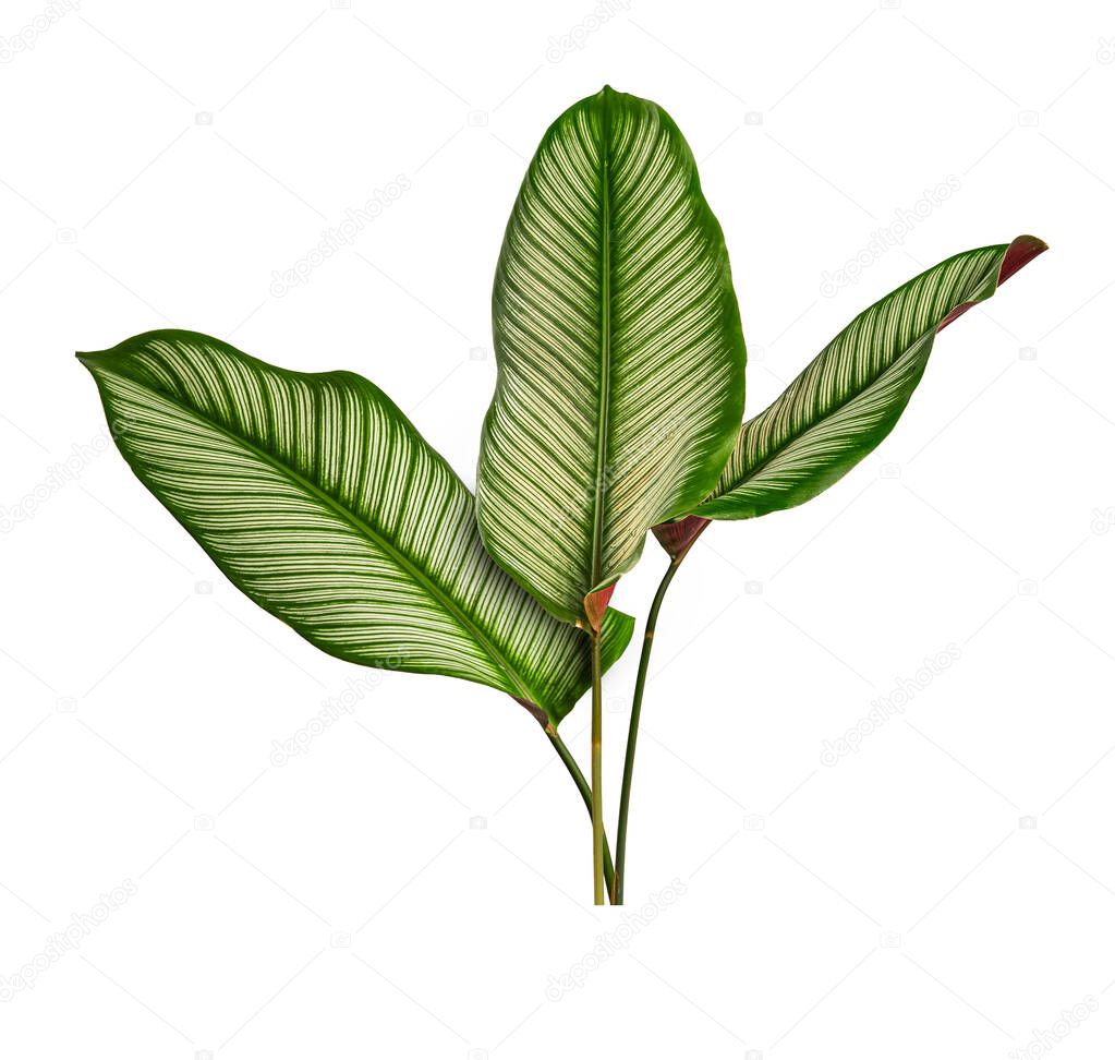 Calathea ornata (Pin-strip calathea) Tropical leaves isolated on white background.