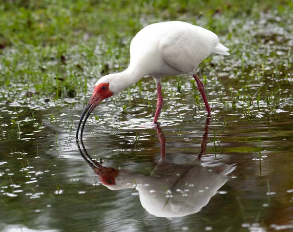 Branco Ibis Pesca Beber Com Seu Reflexo — Fotografia de Stock