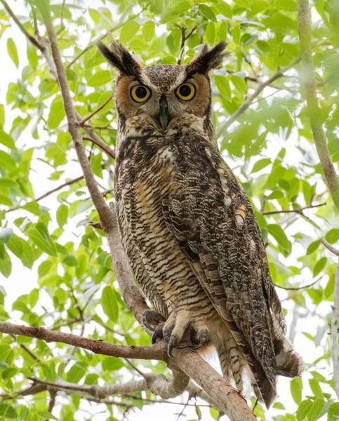 Portrait Great Horned Owl Sitting Tree — Stock Photo, Image