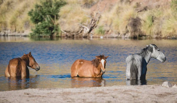 Three Salt River wild horses cooling off in the water on a hot summer day
