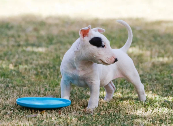 Pequeño Cachorro Toro Terrier Blanco Hierba Con Juguete Disco — Foto de Stock