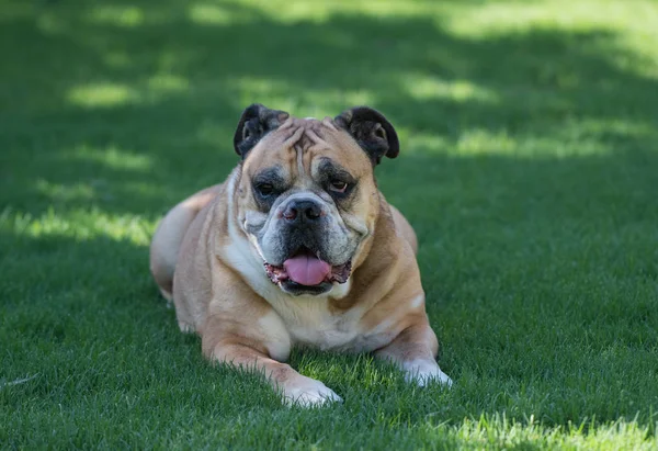 Bulldog Tendido Sombra Sobre Hierba Para Refrescarse —  Fotos de Stock