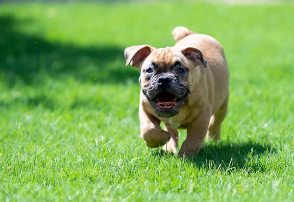 Otların arasında çalışan kör bulldog köpek yavrusu