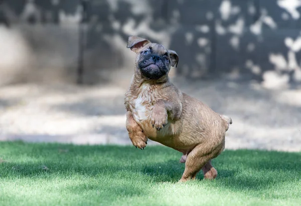 Cachorro Bulldog Ciego Saltando Jugando Patio — Foto de Stock