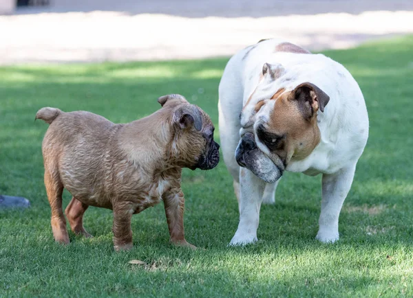 ブルドッグの子犬および大人ブルドッグ庭で干す — ストック写真