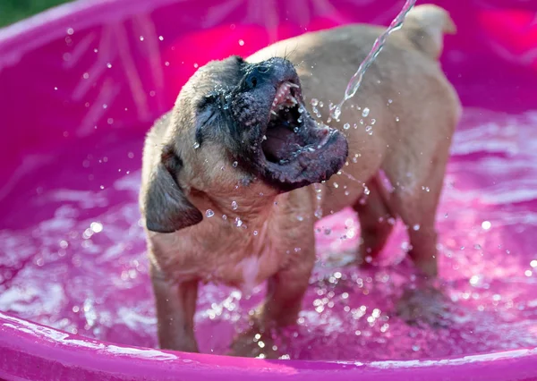 头犬狗与他的嘴打开捕捉水流 — 图库照片