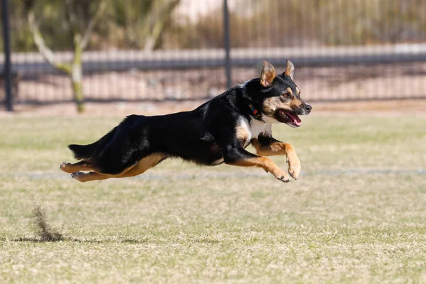 Σκύλο Που Τρέχει Μέσα Από Πάρκο Στα Μέσα Του Αέρα — Φωτογραφία Αρχείου
