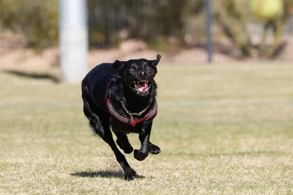 Μαύρο Σκυλί Ένα Χαμόγελο Στο Πρόσωπό Της Τρέχει Προς Την — Φωτογραφία Αρχείου
