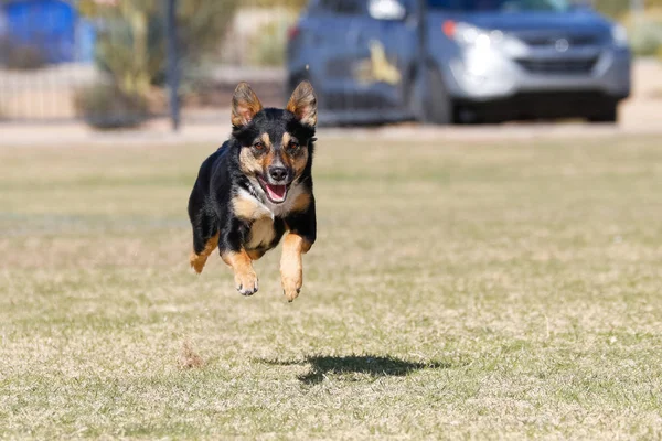 Σκυλί Στο Πάρκο Τρέχει Προς Την Κάμερα — Φωτογραφία Αρχείου