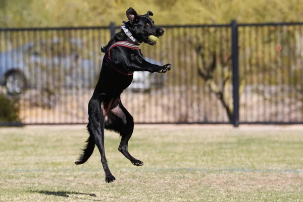 Pies Skacze Powietrzu Aby Złapać Piłkę Parku — Zdjęcie stockowe