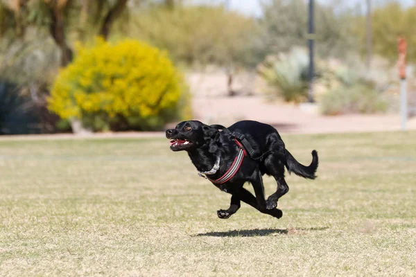 Chien Courant Travers Parc Pris Dans Les Airs — Photo