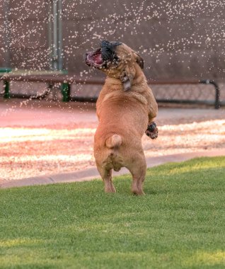 Çimenlerin üzerinde suda oynarken onun arka ayakları üzerinde kör bulldog köpek yavrusu duran