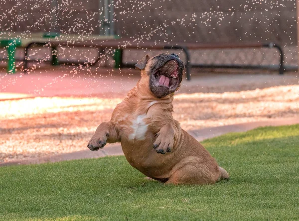 Bulldog Puppy Playing Sprinklers Stay Cool Grass Summer — Stock Photo, Image