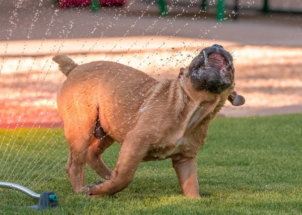 Bulldog Cachorro Mordendo Água Verão Para Esfriar — Fotografia de Stock