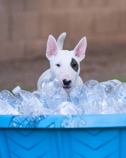 Bull Terrier Puppy Playing Water Bottles — Stock Photo, Image