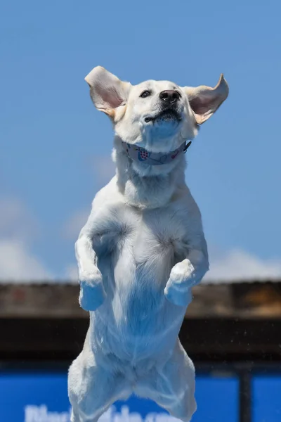 Amarillo Labrador Retriever Aire Con Las Orejas Afuera Mientras Bucea — Foto de Stock