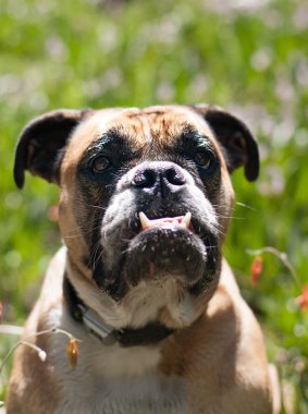 Dağ kır çiçekleri ile poz bir bulldog kafa vurdu