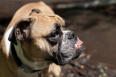 Profili bir çamurlu dağ dere, Buldog