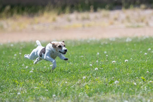 Jack Russell Terrier Uruchomiona Trawie Trakcie Wyścigu Przynęty — Zdjęcie stockowe