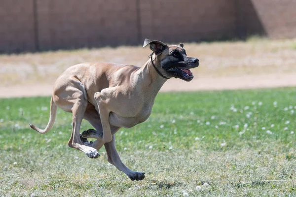 Dog Racing Szybkie Cat Kurs Przynęty — Zdjęcie stockowe