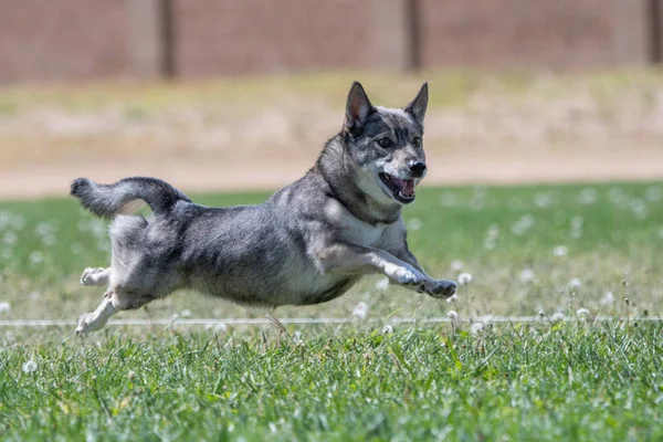 Sueco Vallhund Corriendo Rápido Gato Señuelo Curso Desafío — Foto de Stock