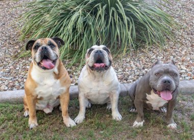 Cins köpekler bir portre için poz parkta oturan üç kabadayı