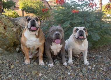 İki İngilizce bulldogs ve bir portre için poz bir bücür pitbull