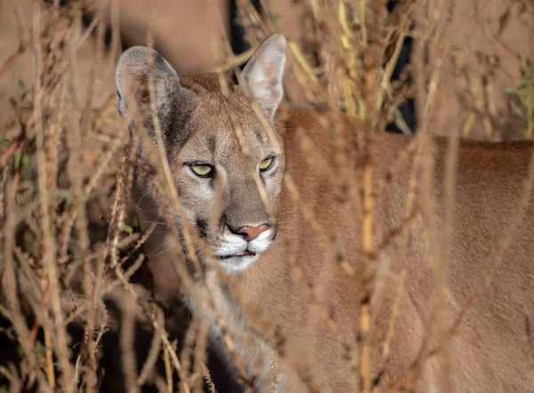 Puma Nebo Kalifornie Mountain Lion Zastavení Vysoké Trávě — Stock fotografie