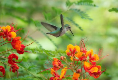 Green Anna's hummingbird hovering over colorful flowers clipart