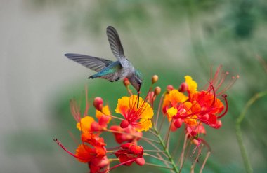Anna's humming bird feeding from bright orange and red flowers clipart