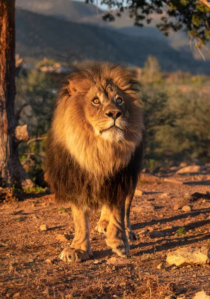 Manliga Afrikanska Lejon Stående Vid Första Solljus Poserar För Ett — Stockfoto