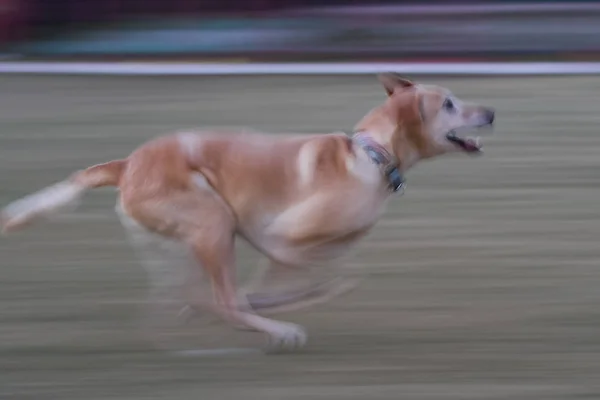 Motion Blur Running Yellow Labrador Retriever — Stock Photo, Image