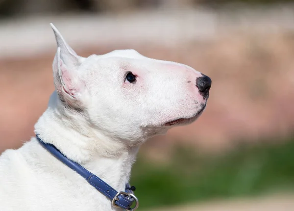 Profiel Portret Van Een Mini Bull Terriër — Stockfoto