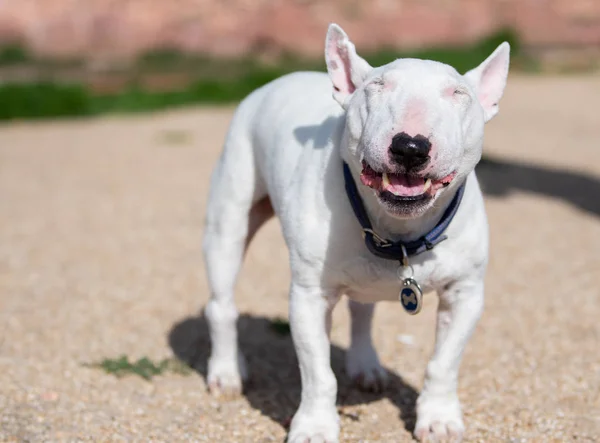 Sonriente Toro Terrier Miniatura Con Los Ojos Cerrados —  Fotos de Stock