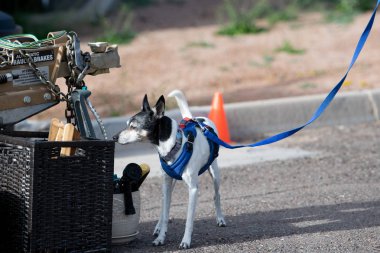 İri fare korkunç bir koku iş oyun sırasında alan koku için kontrol