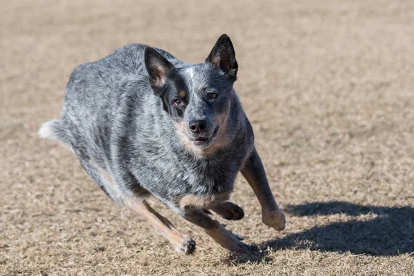 Βοοειδή Σκύλος Τρέχει Πιάσει Ένα Δίσκο Κατά Την Εκτίναξη Και — Φωτογραφία Αρχείου