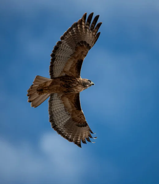 Red Tail Hawk High Sky His Wings Spread Show His — Stock Photo, Image