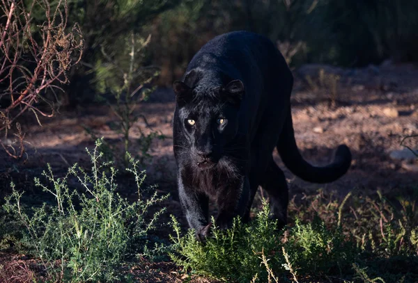 Leopardo Negro Acechando Través Hierba — Foto de Stock