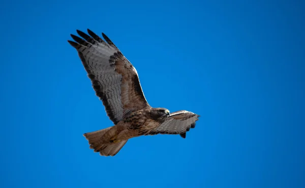 Red Tail Hawk Very Blue Sky — Stock Photo, Image