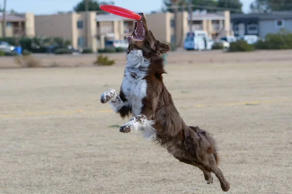 Australische Herder Hond Springen Lucht Vangen Een Disc — Stockfoto