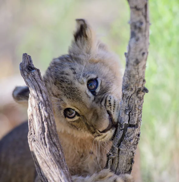 Africký Lev Mládě Žvýkání Větev Stromu — Stock fotografie