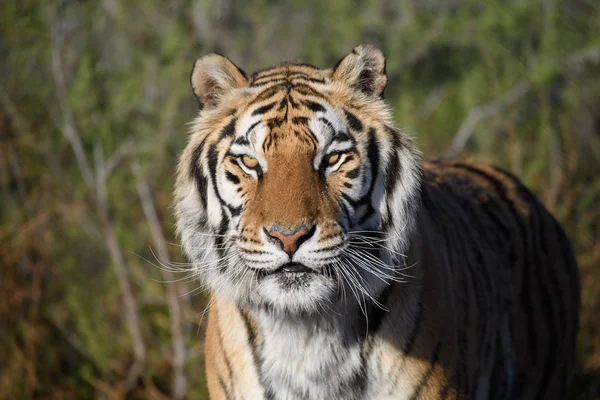 Utomhus Naturliga Porträtt Tiger Mot Den Gröna Borsten — Stockfoto
