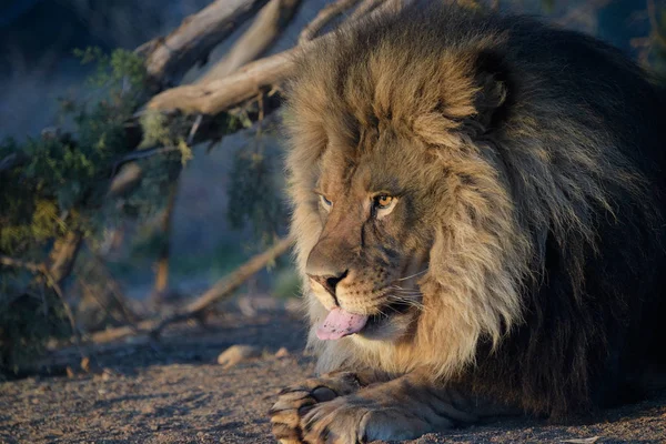 Manliga Afrikanska Lejon Naturliga Profil Porträtt Tidig Morgonsolen — Stockfoto