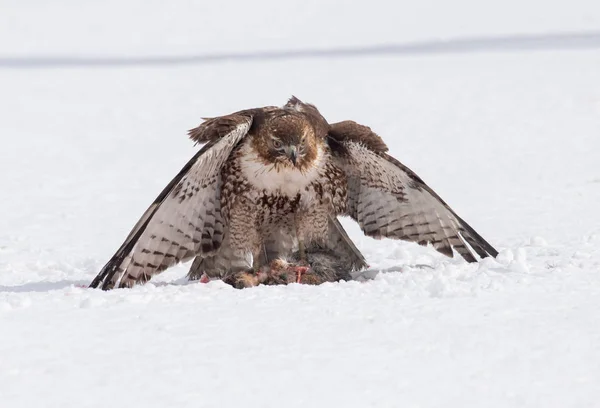 Rotschwanzfalke Mit Seinem Jüngsten Kaninchenfang — Stockfoto