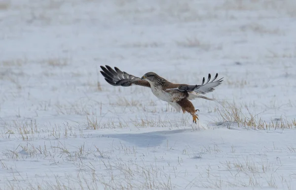 Halcón Ferruginoso Haciendo Aterrizaje Campo Cubierto Nieve — Foto de Stock