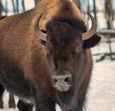 Amerikan buffalo veya bir bizon, Kanada'da bir soğuk kış gününde