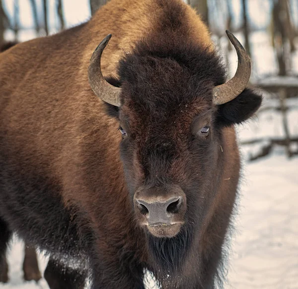 Búfalo Americano Bisonte Dia Frio Inverno Canadá — Fotografia de Stock