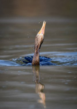 Küçük bir balık yakalamak ve yemek havada savurma karabatak kuşu