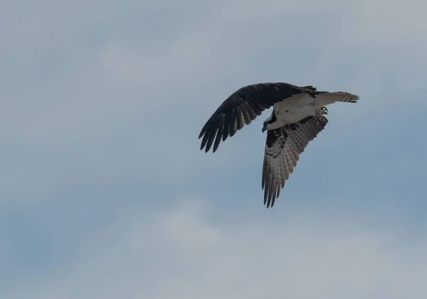 Osprey Voando Depois Decolar Poste — Fotografia de Stock